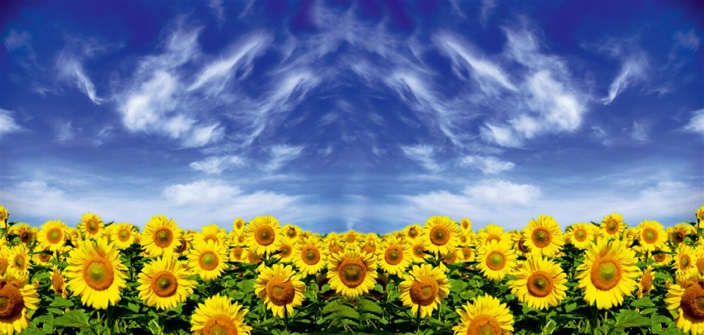 Last Product image