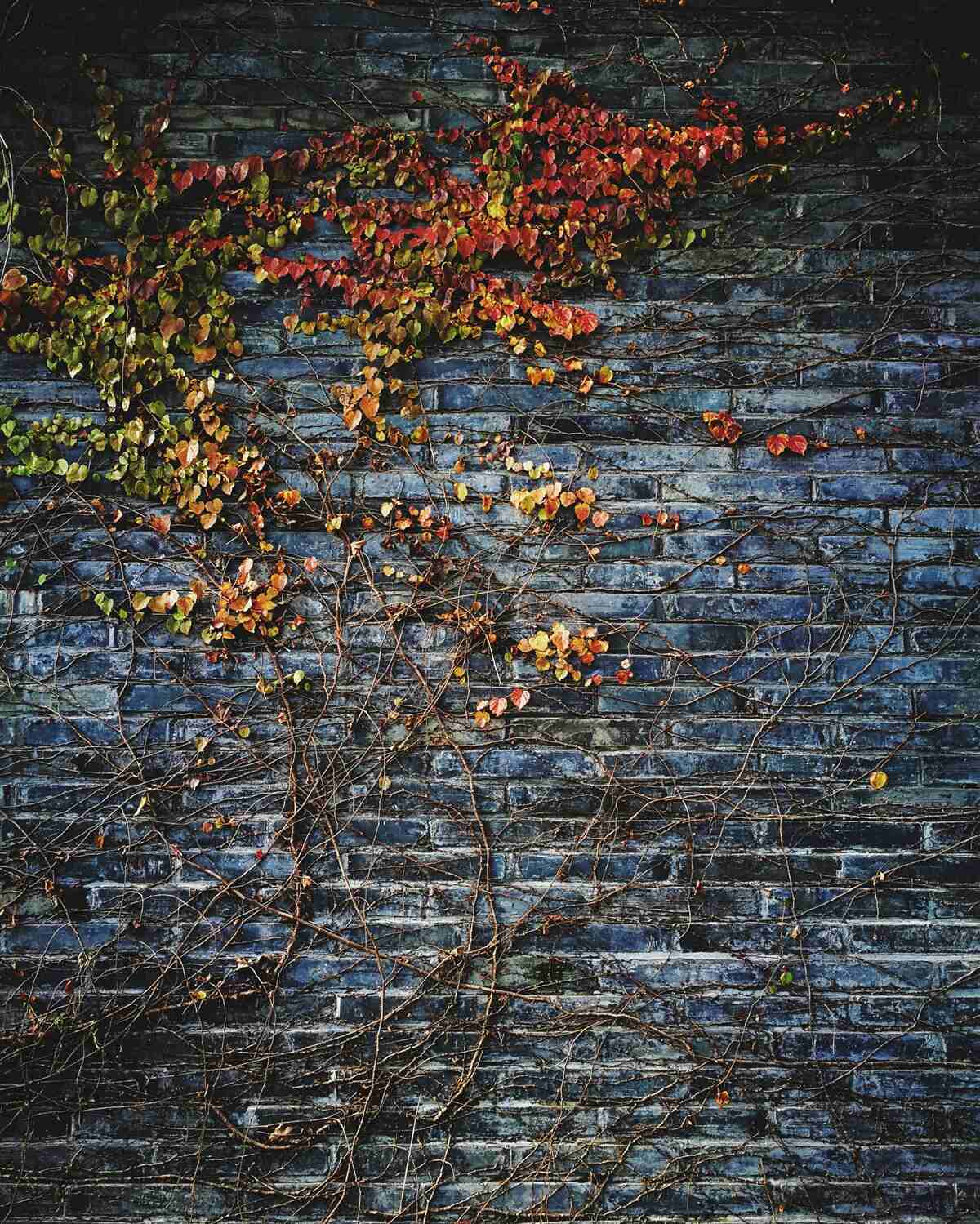 Papier peint lierre descendant d'un mur de briques