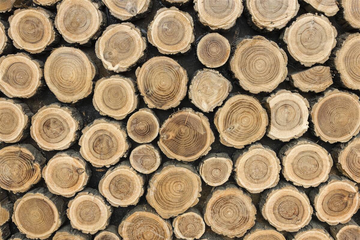 Papier peint arbres tombés en forme de cercle