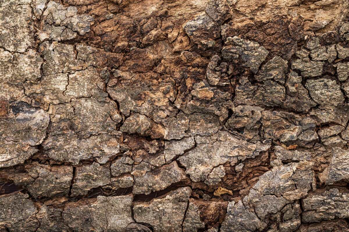 Papier peint peau de bois authentique