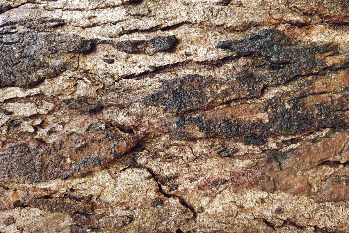 Papier peint cuir naturel attrayant