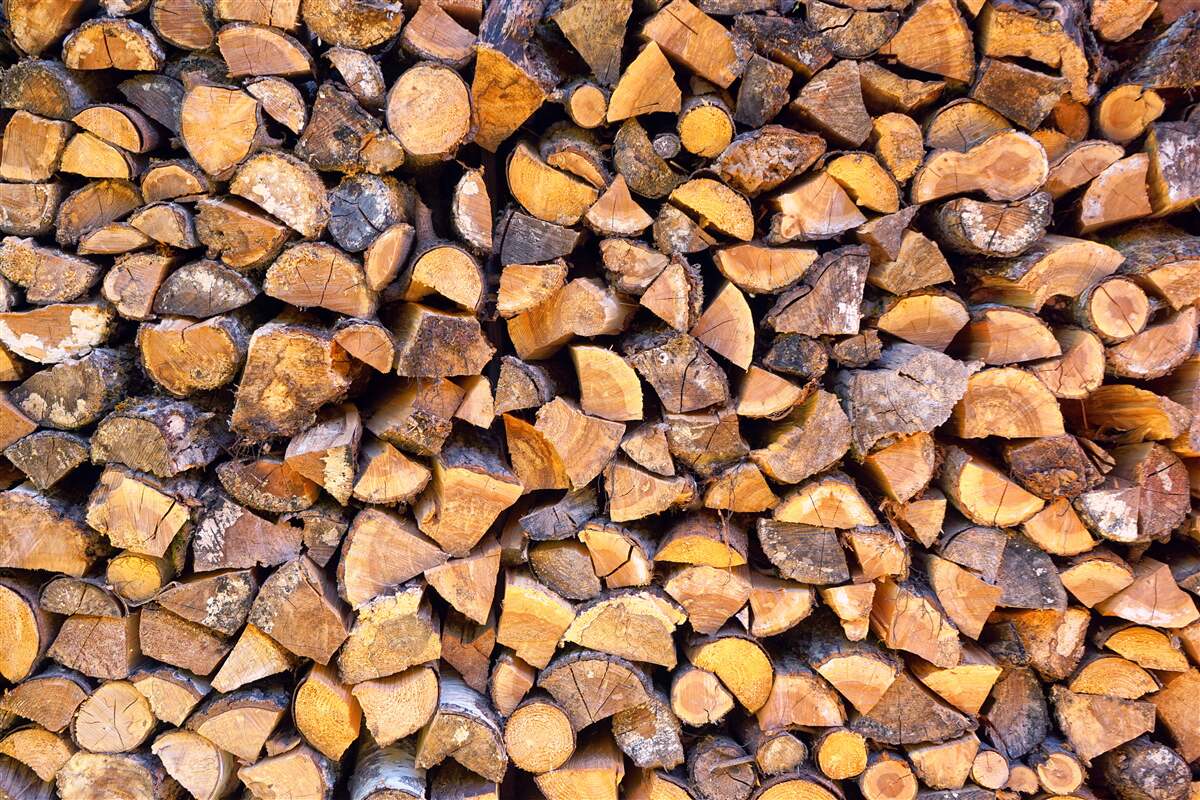 Papier peint fragments de troncs d'arbres