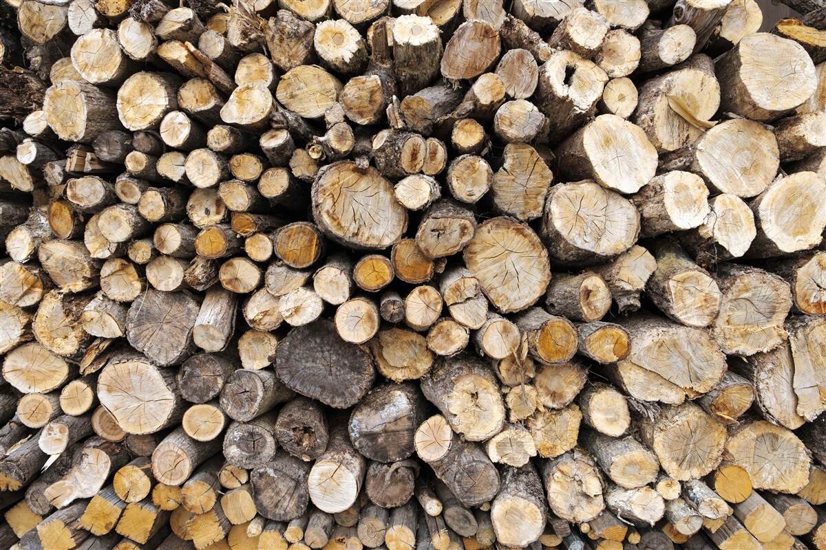 Papier peint les arbres abattus sont très nombreux