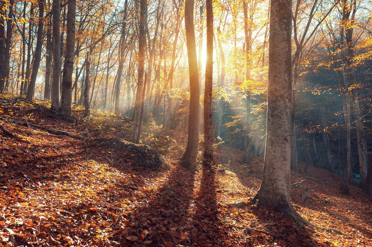 Papier peint la forêt matinale enveloppée de brume ressent la chaleur du soleil