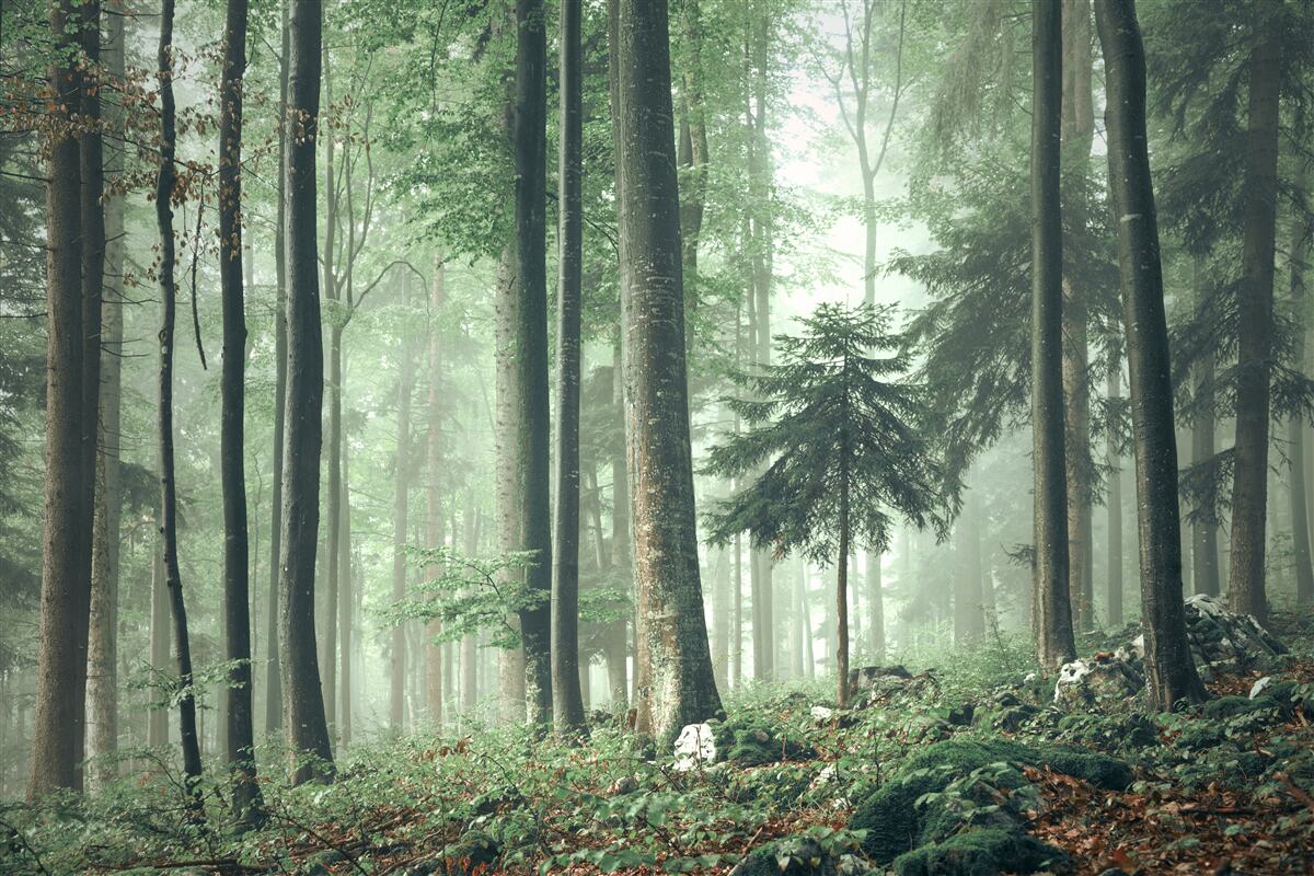 Papier peint Lumière à travers la brume dans une forêt d'arbres à feuilles caduques