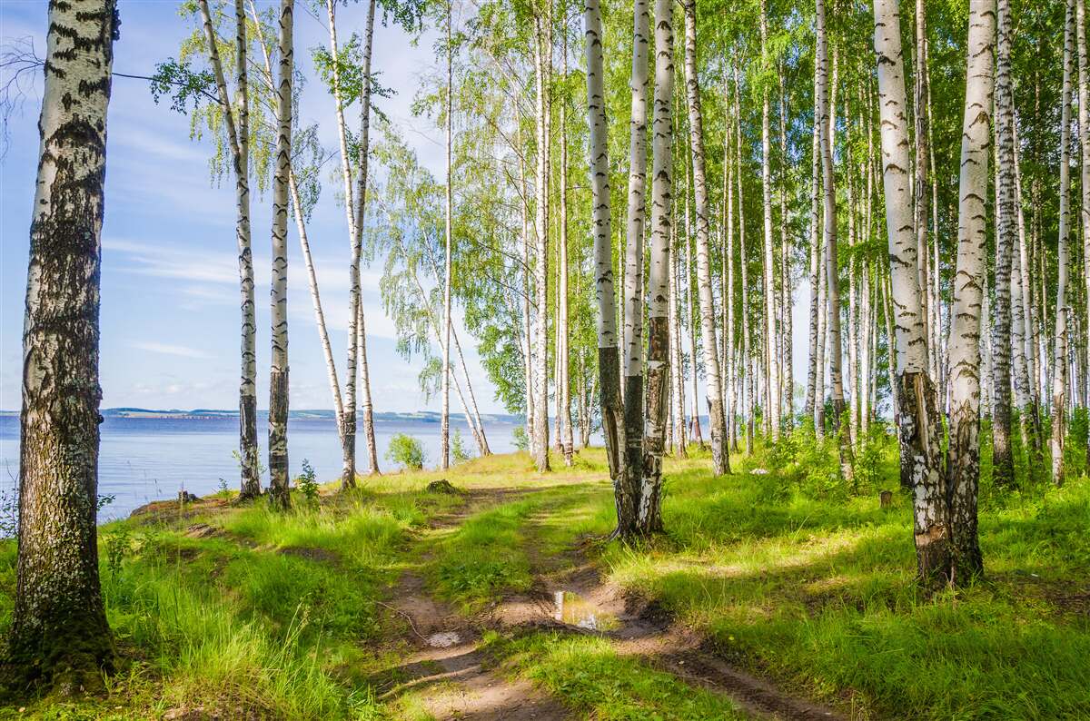 Papier peint clairière de bouleaux près du lac, entourée de verdure