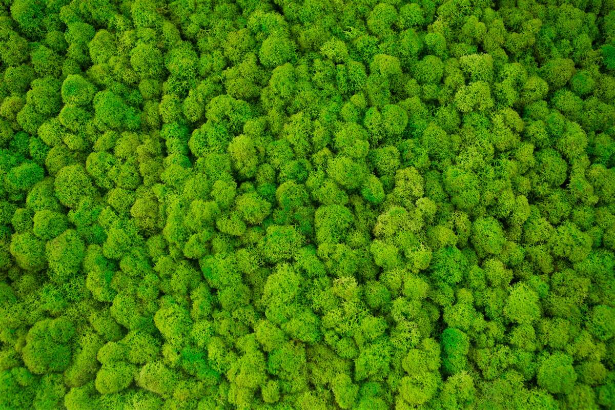 Papier peint les cimes denses des géants verts de la forêt