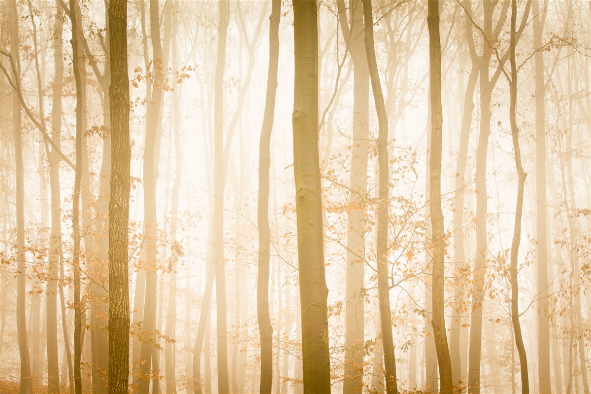 Papier peint les rayons du soleil pénètrent le brouillard dans la forêt dense