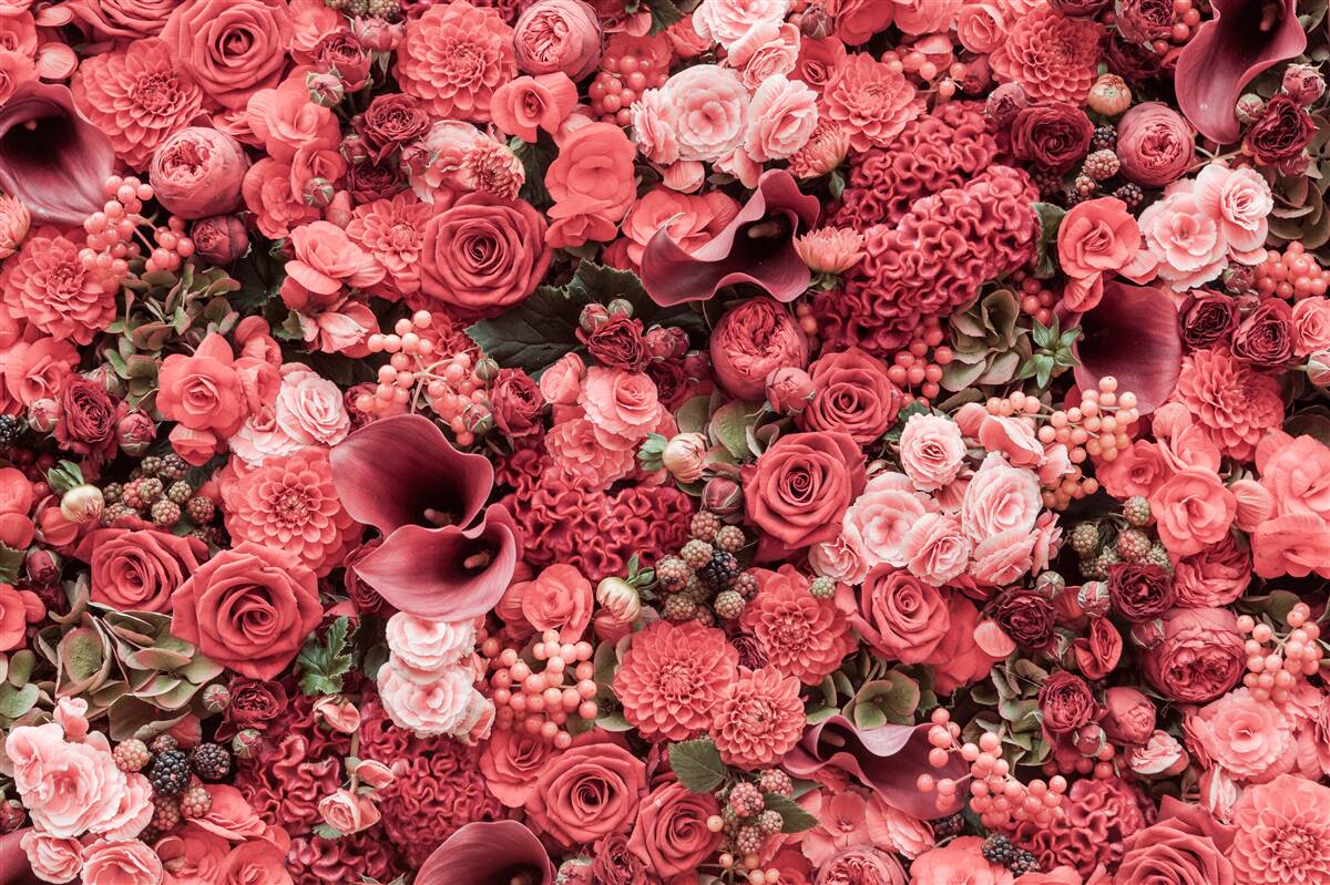 Papier peint ensemble de fleurs rouges d'été