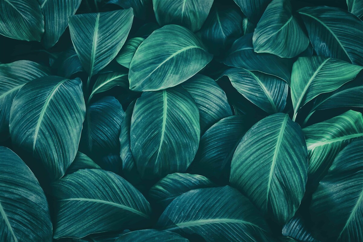 Papier peint les feuilles de la fougère ont une couleur émeraude brillante