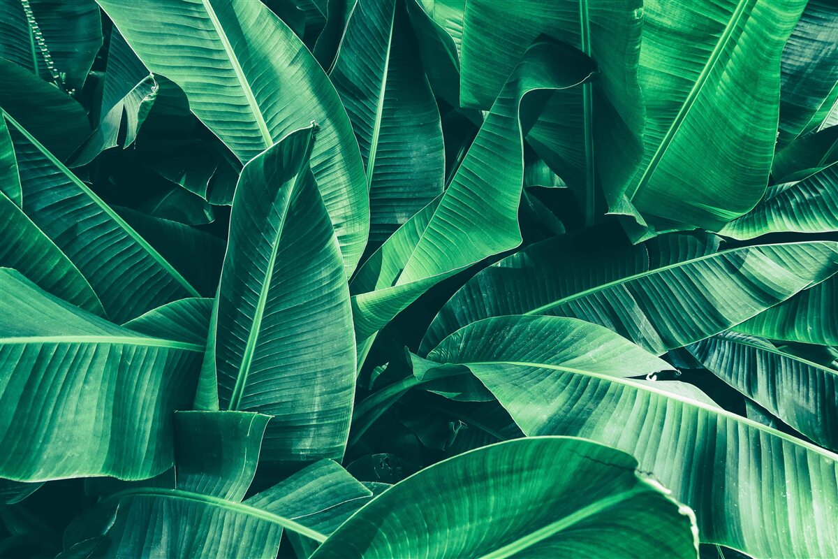 Papier peint végétation tropicale de couleur émeraude