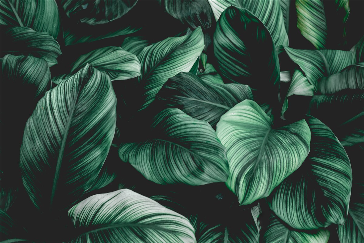 Papier peint feuilles tropicales vertes foncées
