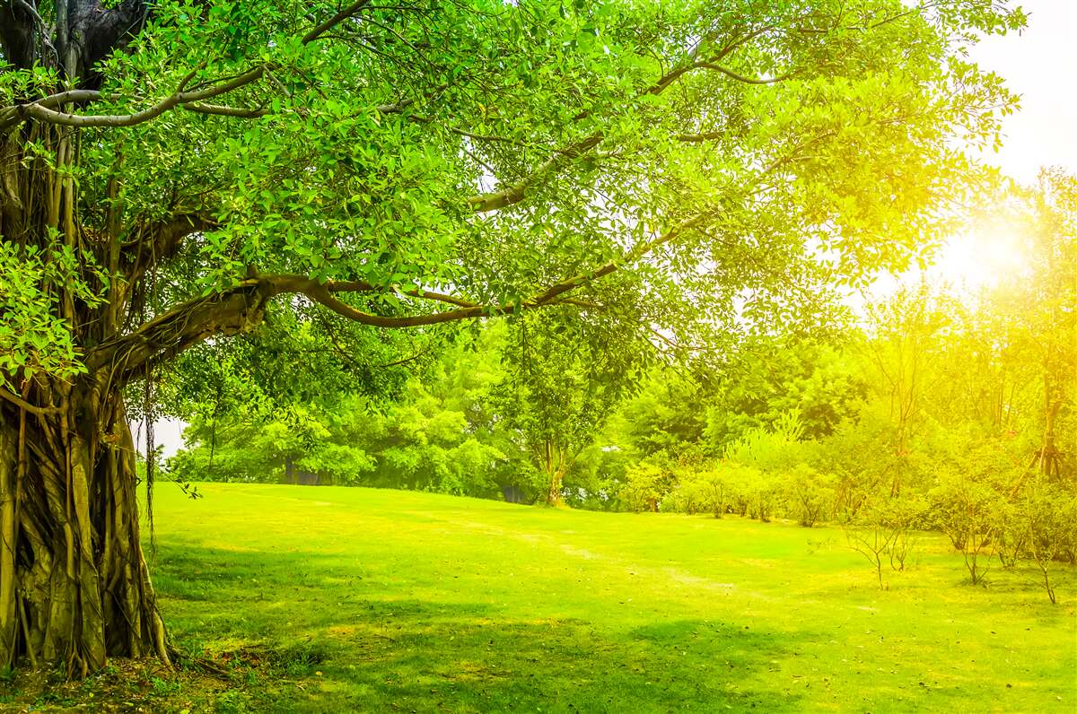 Papier peint clairière lumineuse, éclairée par le soleil et reconnaissable à sa couleur verte