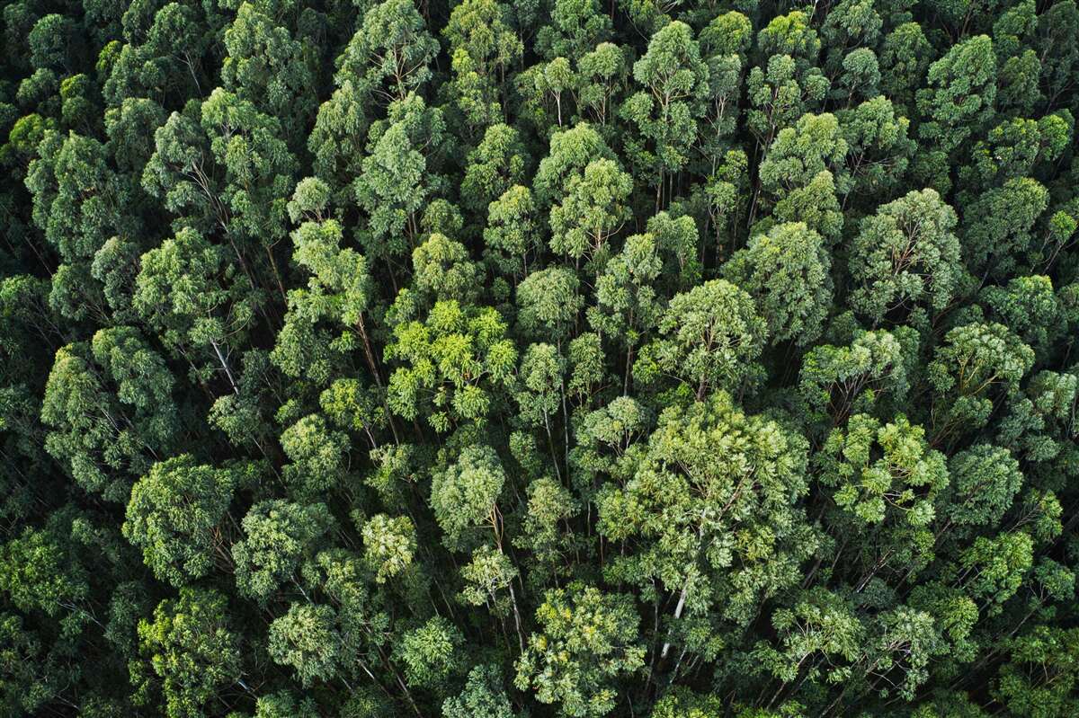 Papier peint arbres forestiers avec des couronnes vertes
