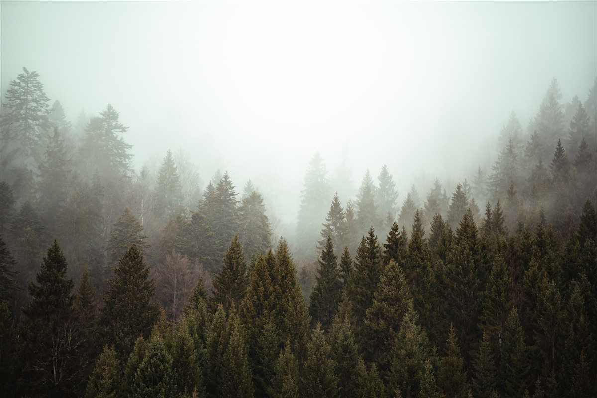 Papier peint lever de soleil éclatant au milieu d'une forêt de conifères embrumée