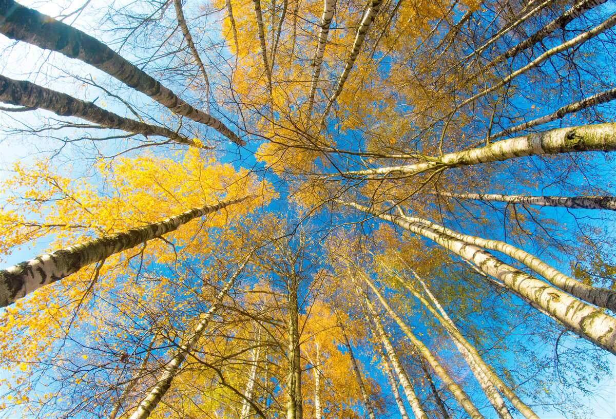 Papier peint les cimes des grands arbres sont peintes en jaune