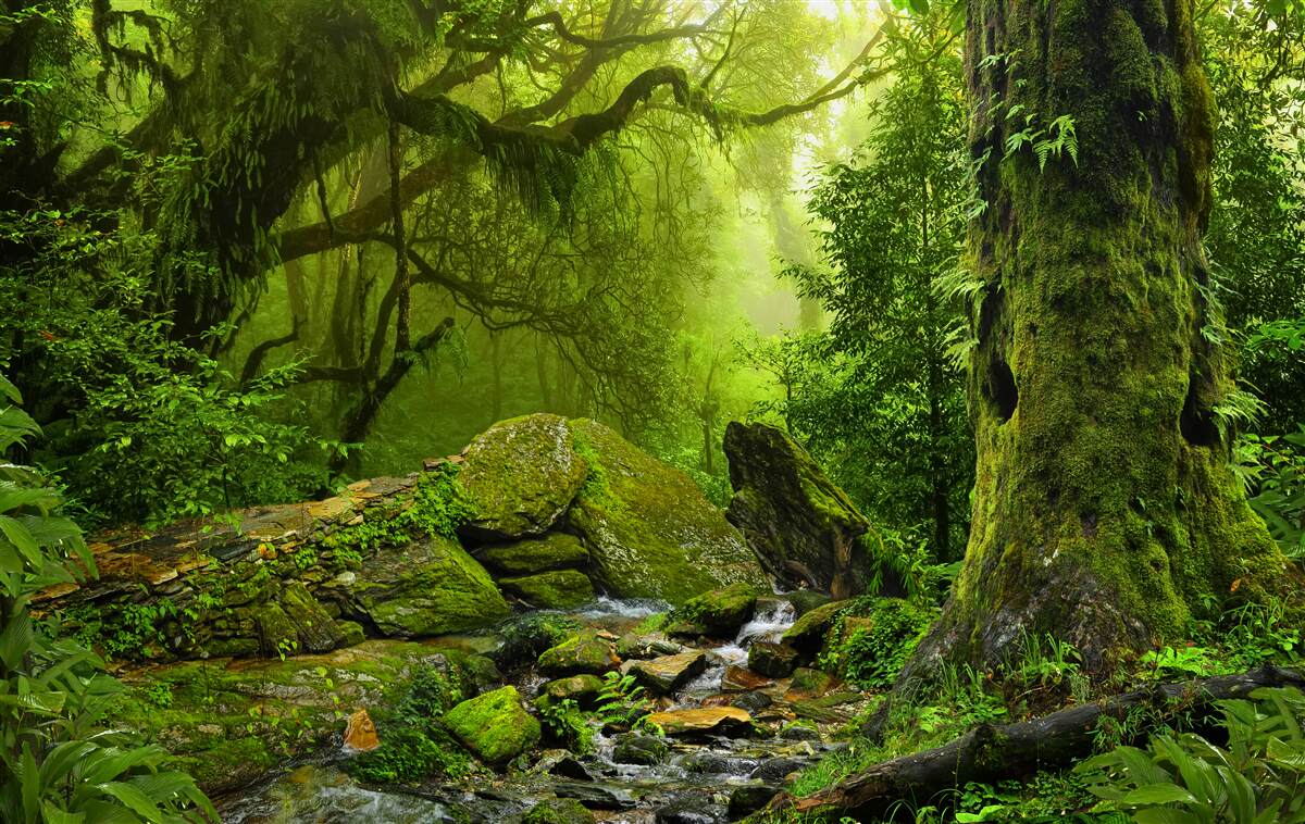 Papier peint forêt verte avec chute d'eau