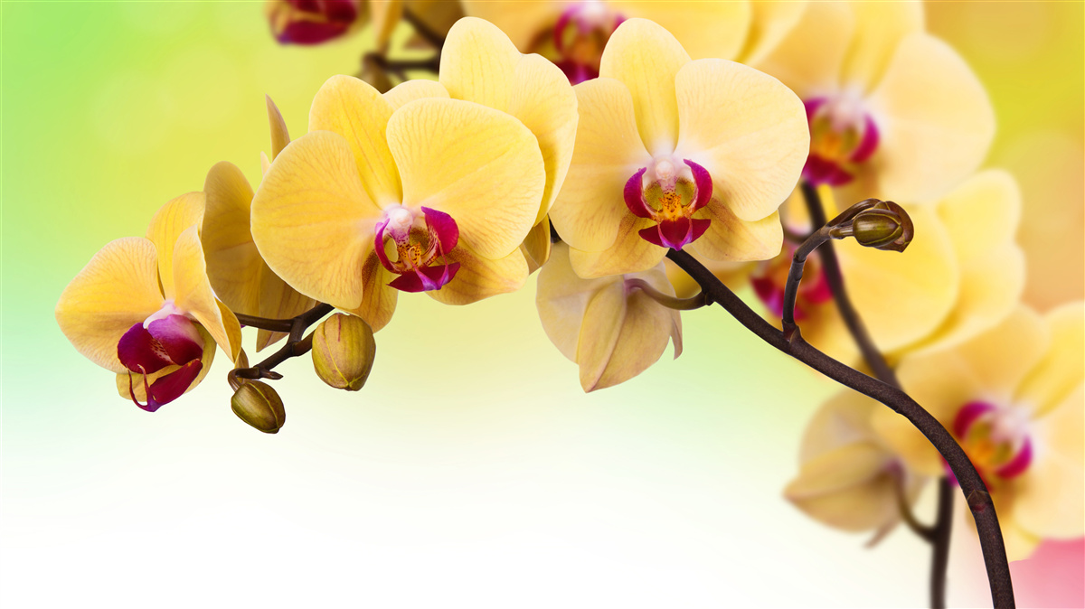 Papier peint branche d'orchidée à fleurs jaunes