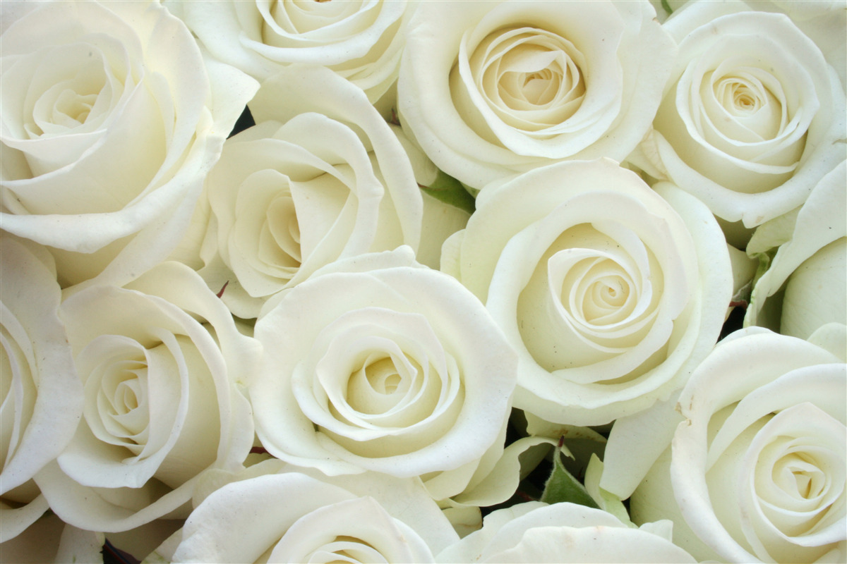 Papier peint bouquet contenant des roses blanches