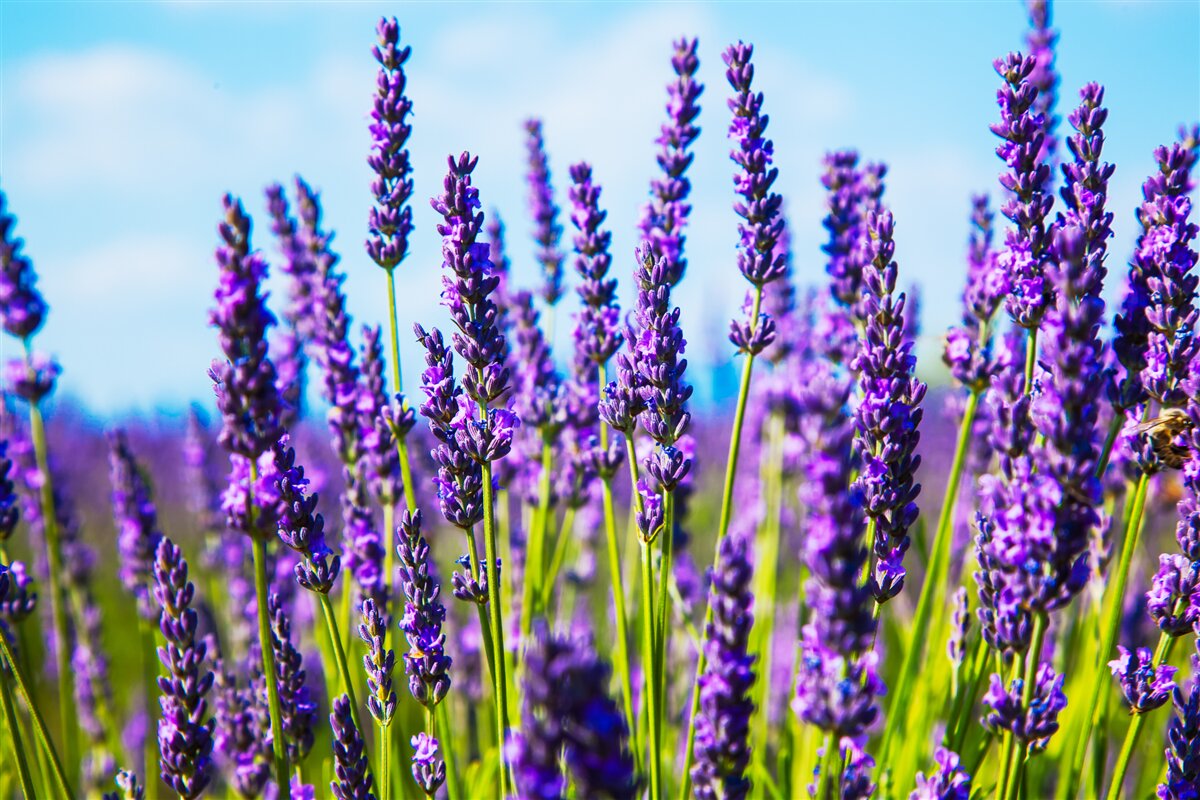 Papier peint violet lavande sur fond de ciel bleu