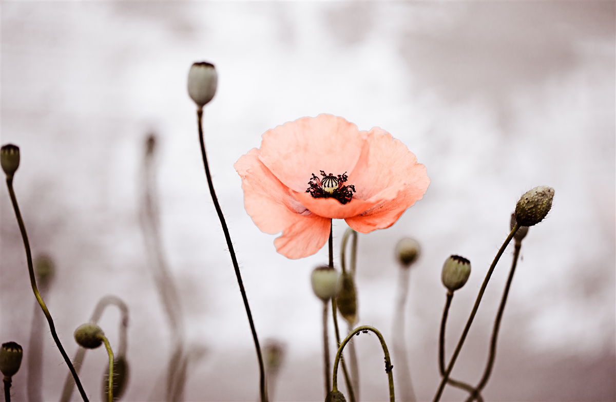 Papier peint un coquelicot solitaire qui s'ouvre dans toute sa splendeur rose