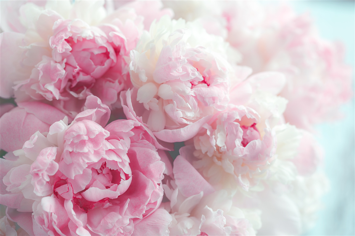 Papier peint bouquet de pivoines roses délicates et gracieuses
