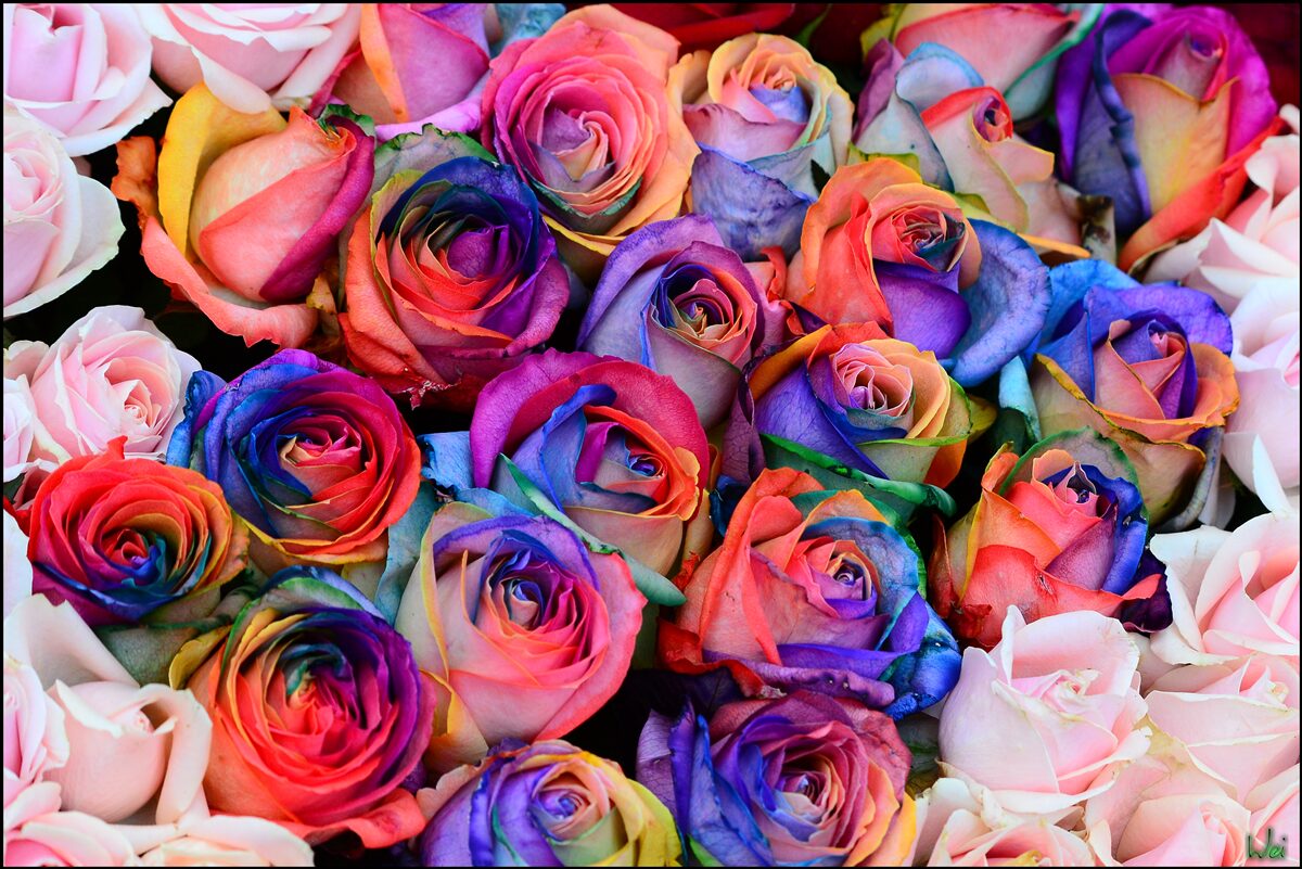 Papier peint rose en arrière-plan, diverses couleurs en rose