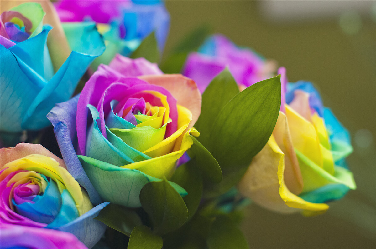 Papier peint Le bouquet comprend une magnifique rose arc-en-ciel