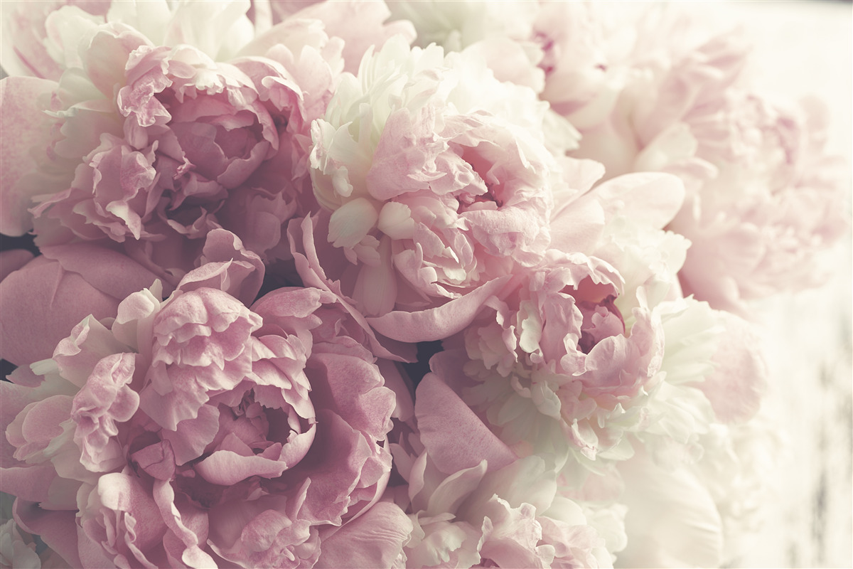 Papier peint bouquet de pivoines aux couleurs pastel