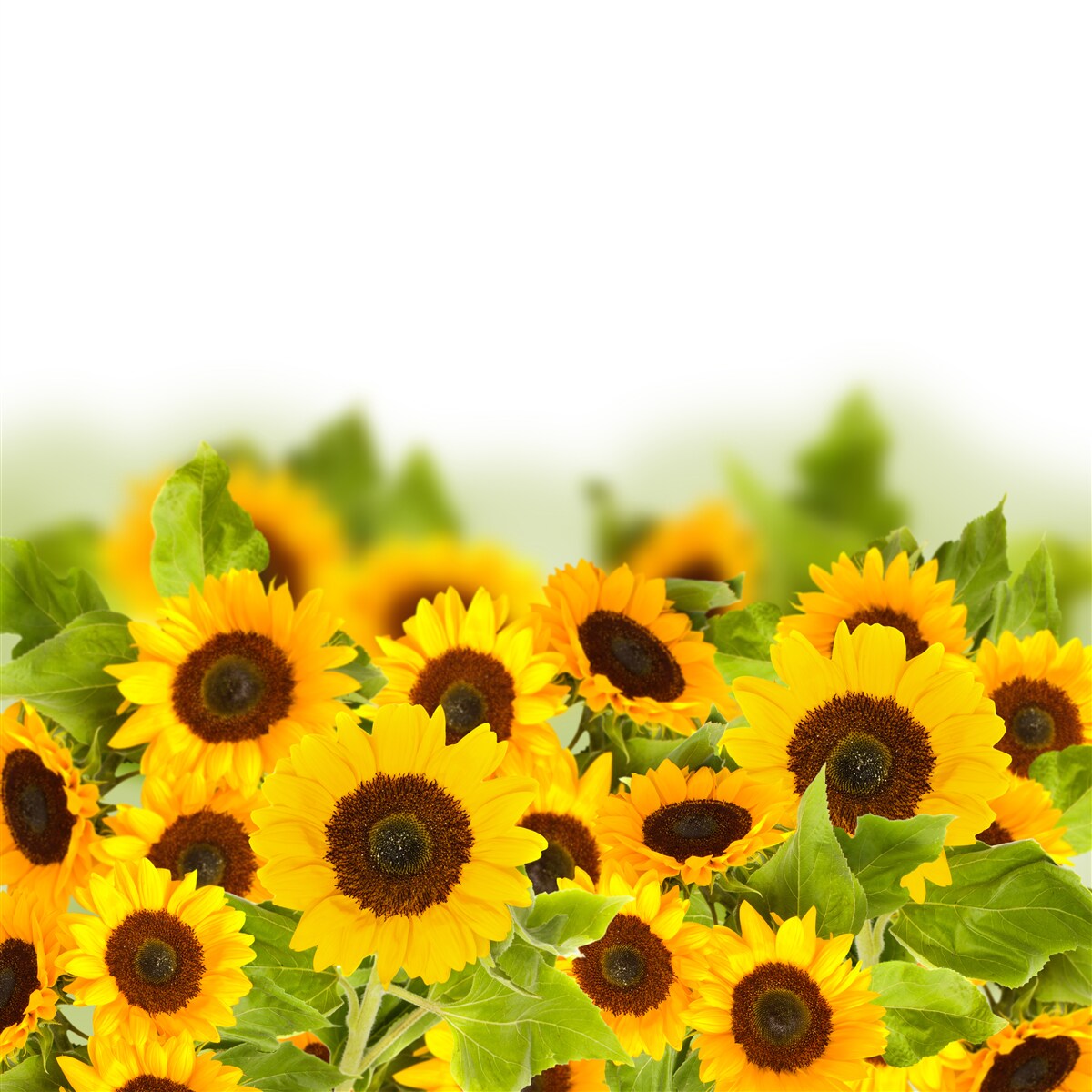 Papier peint champ décoré de tournesols colorés