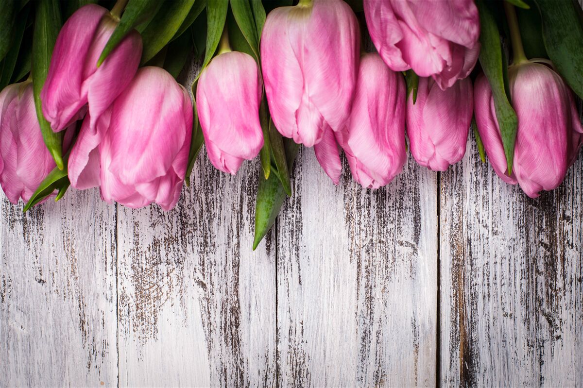 Papier peint tulipes roses sur fond de bois