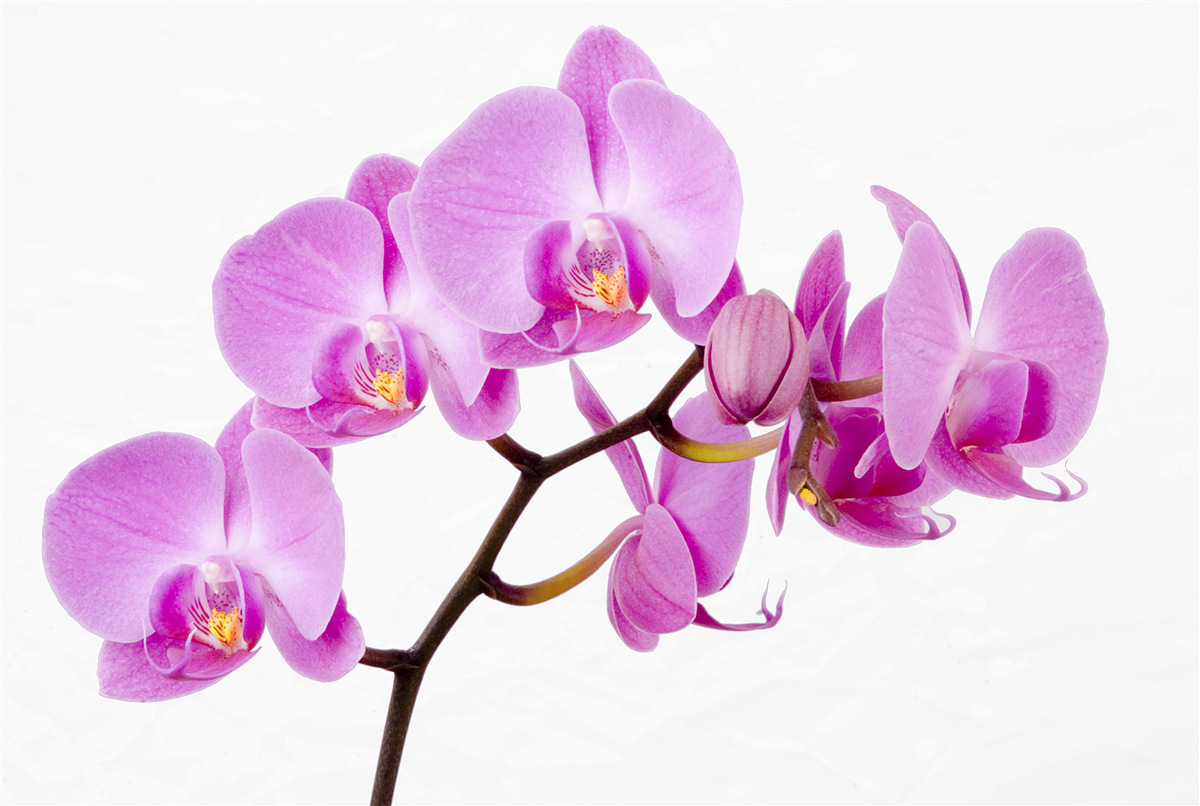 Papier peint orchidée aphrodite violette
