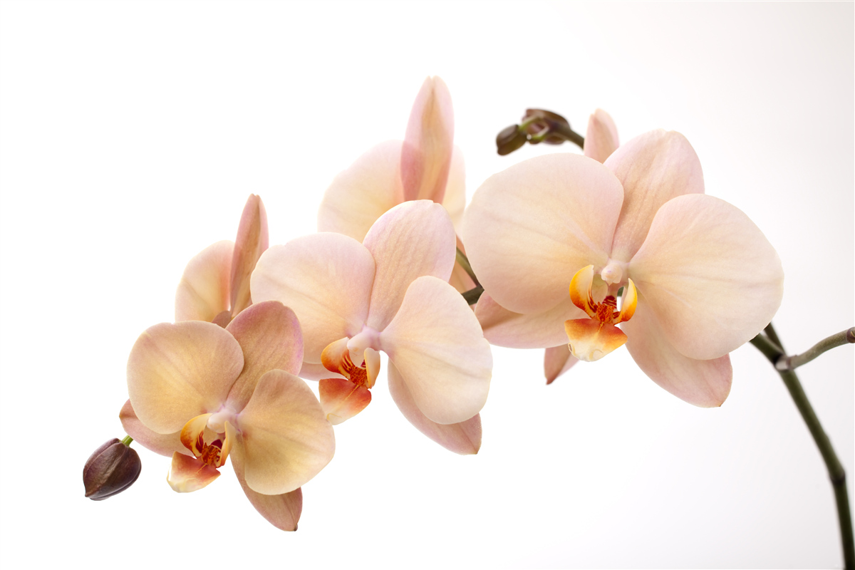 Papier peint branche isolée d'une orchidée pêche