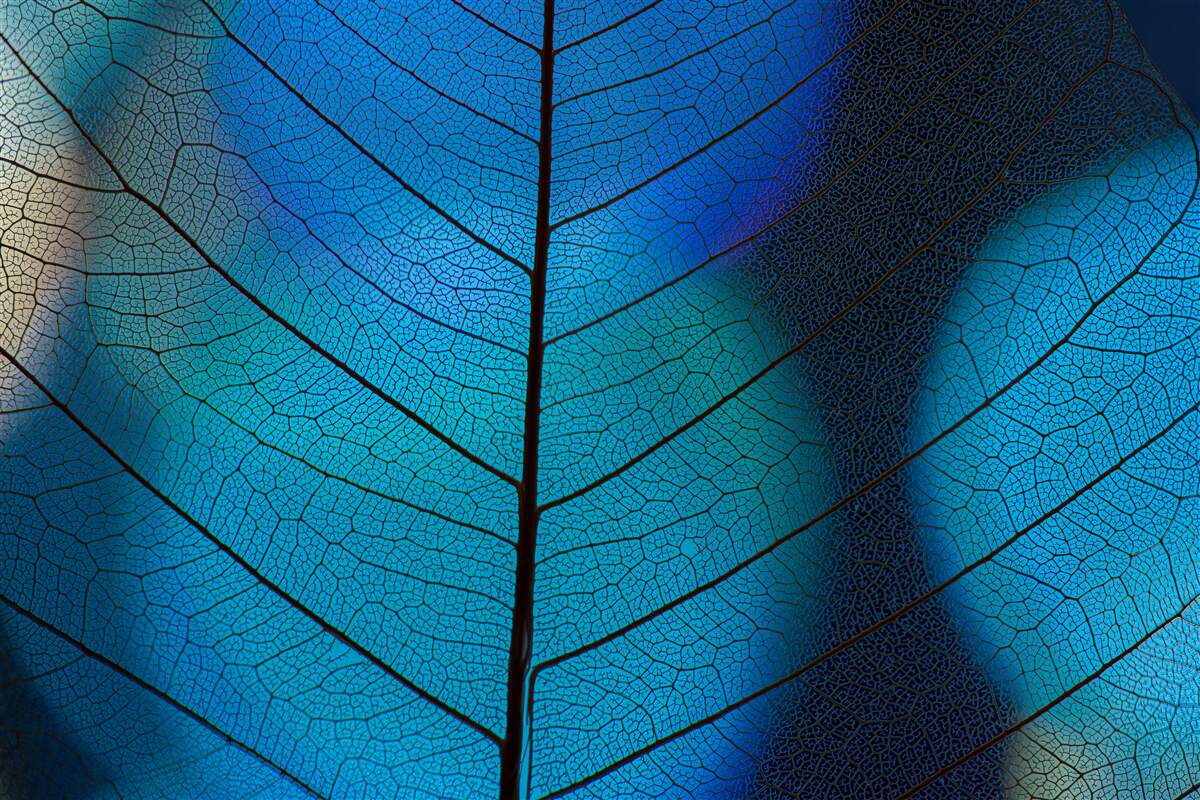 Papier peint structure de la feuille fine et mince