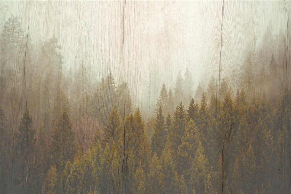 Papier peint forêt brumeuse en automne