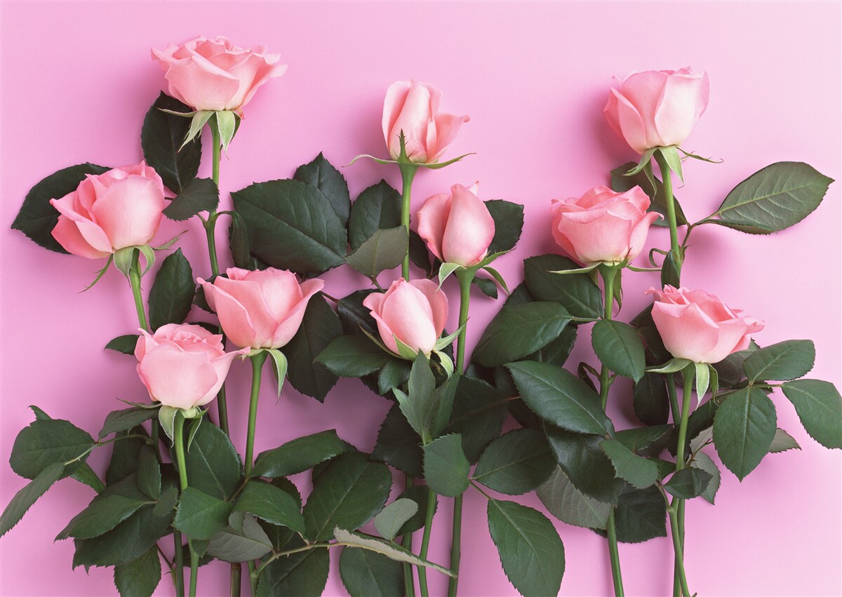 Papier peint roses délicates sur fond rose uni