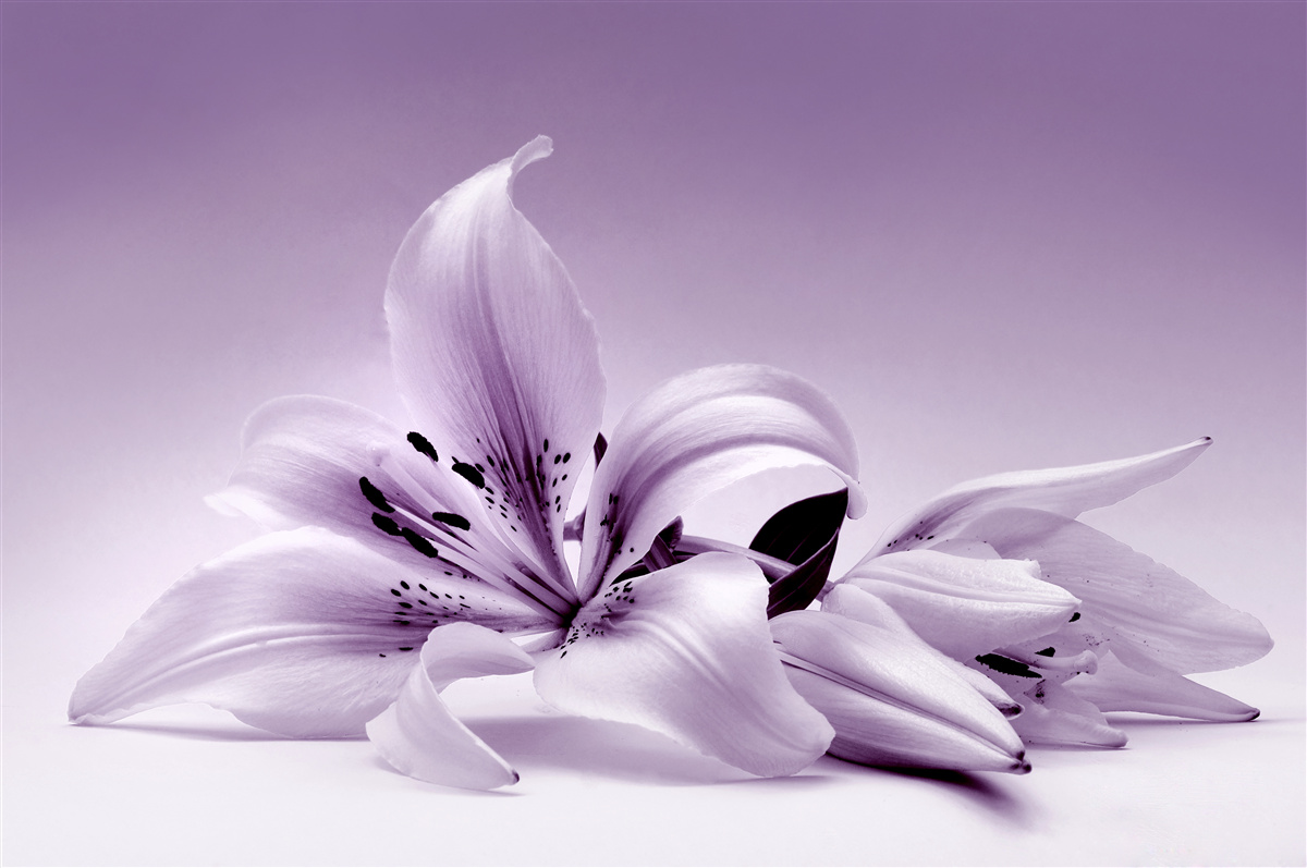 Papier peint lys isolé subtilement violet