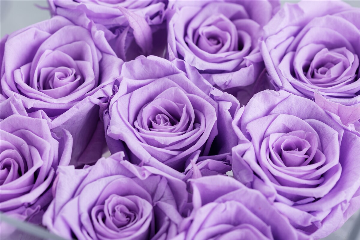Papier peint composition des roses d'améthyste