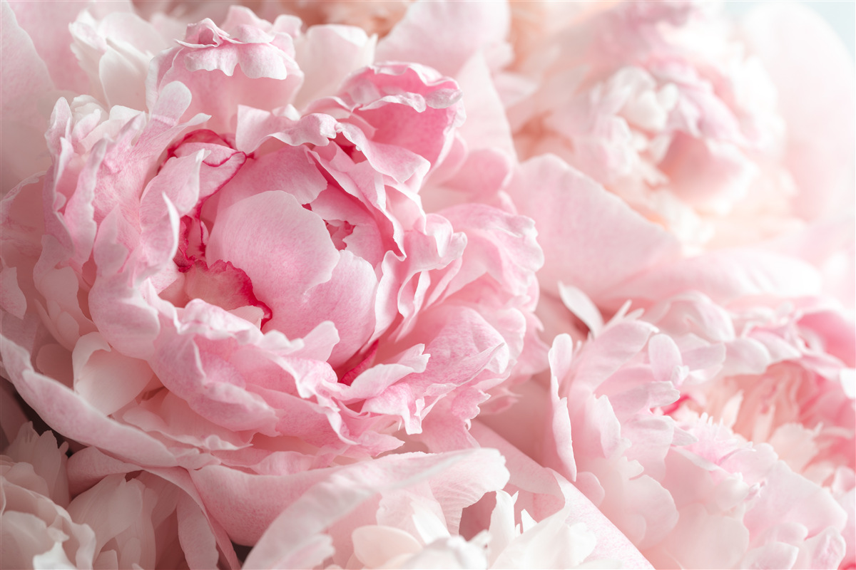 Papier peint bouquet de pivoines d'un rose délicat