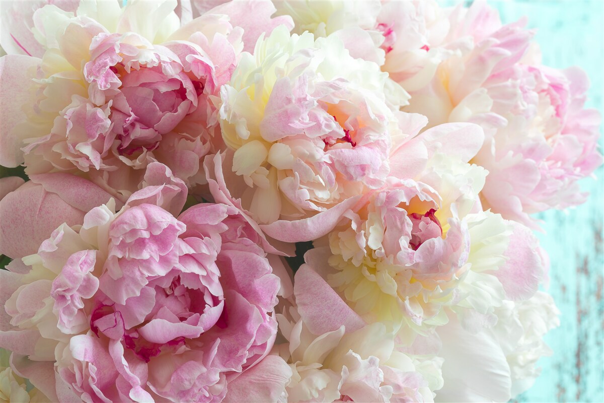Papier peint pivoines délicates dans les tons roses