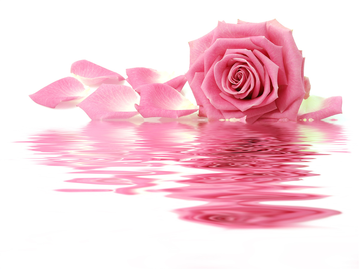 Papier peint reflet d'une rose rose dans l'eau
