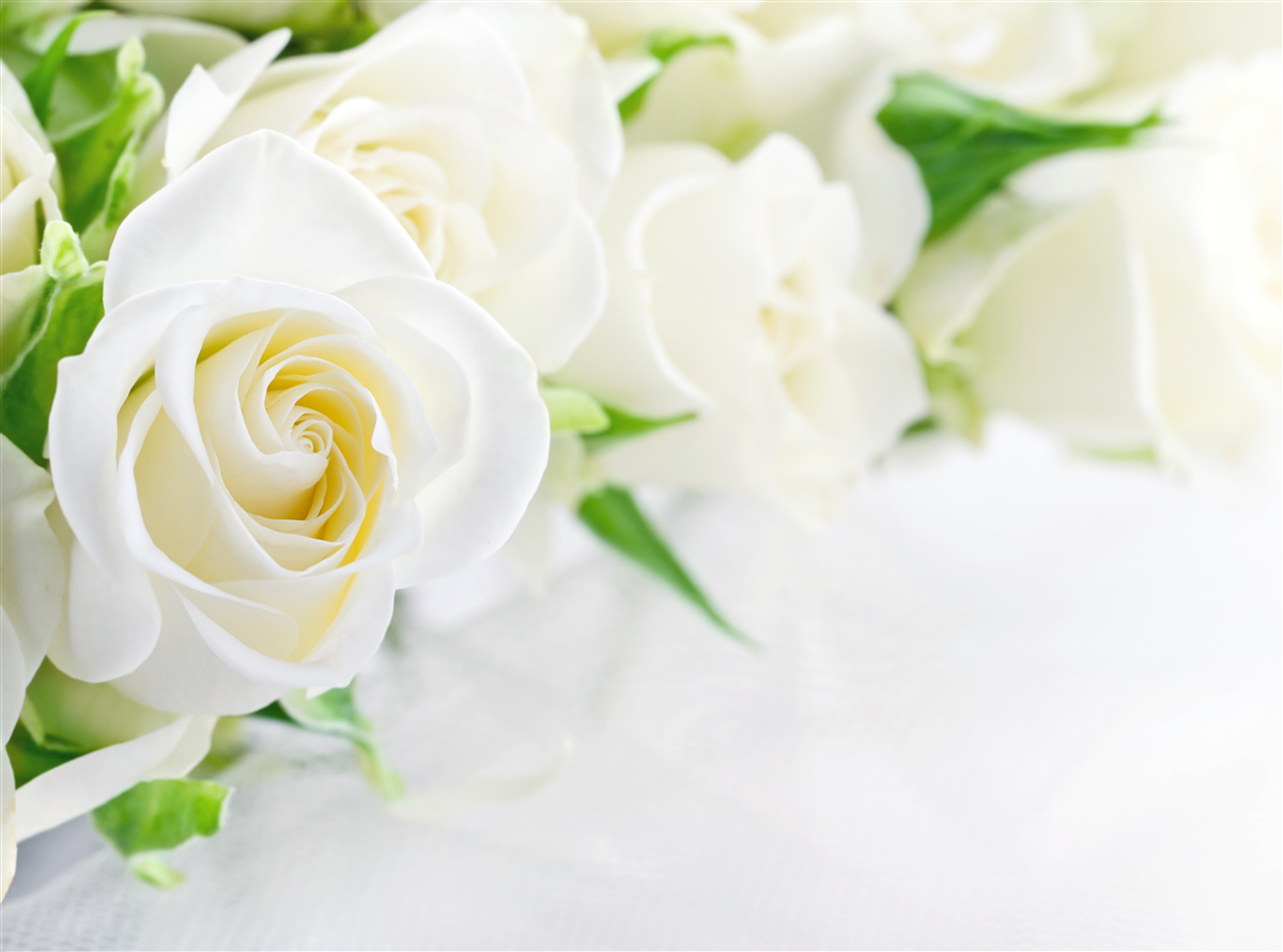 Papier peint rose blanche sur fond blanc neige