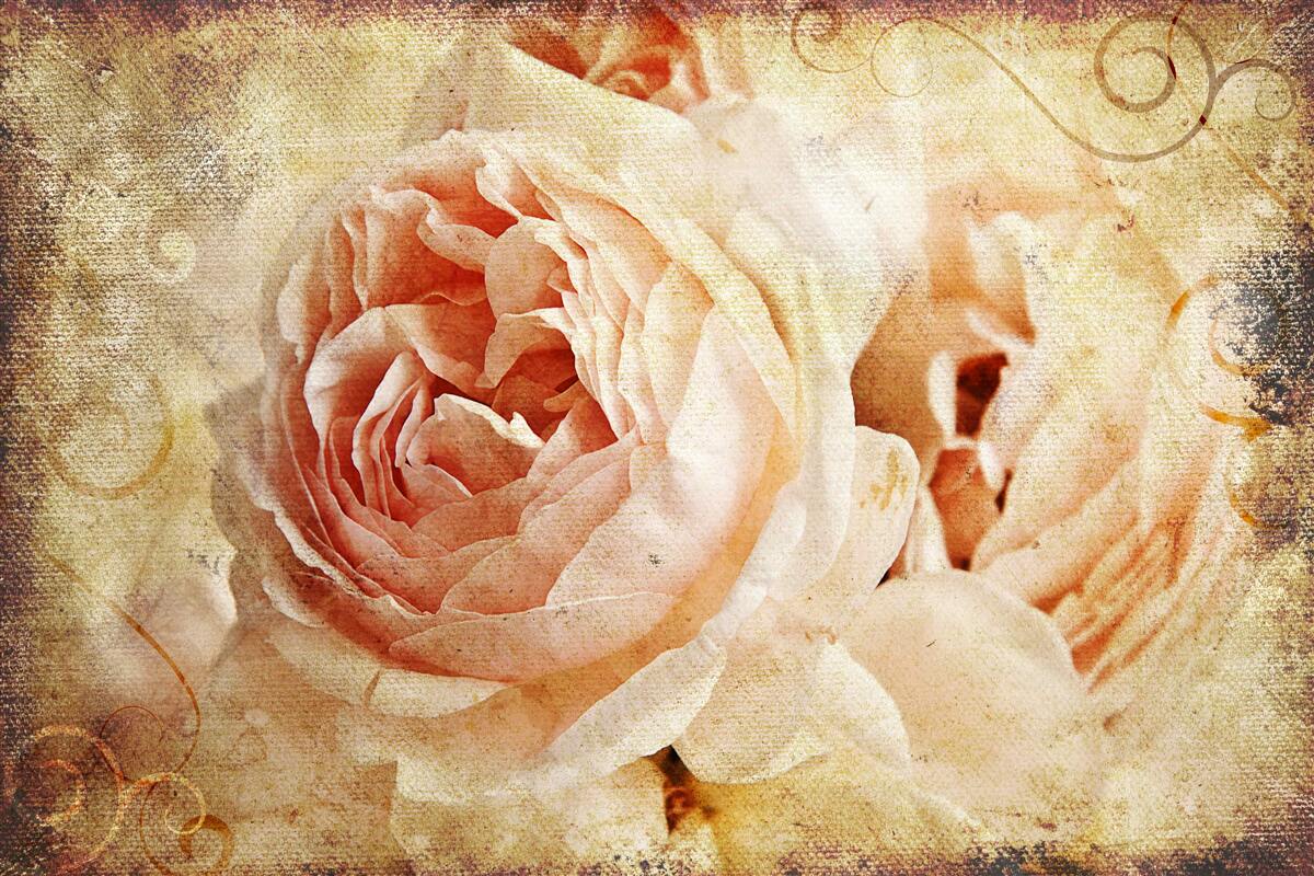 Papier peint deux fleurs roses anciennes