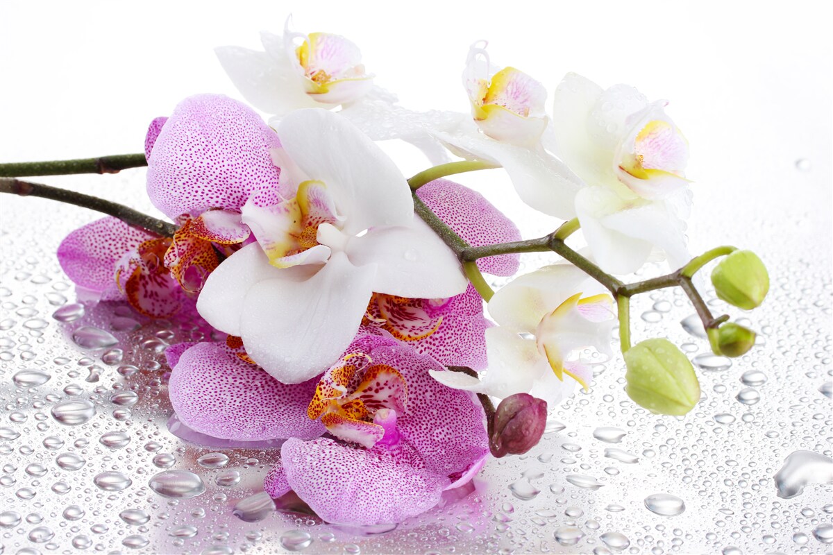 Papier peint gouttes de rosée sur les branches des orchidées blanches et lilas