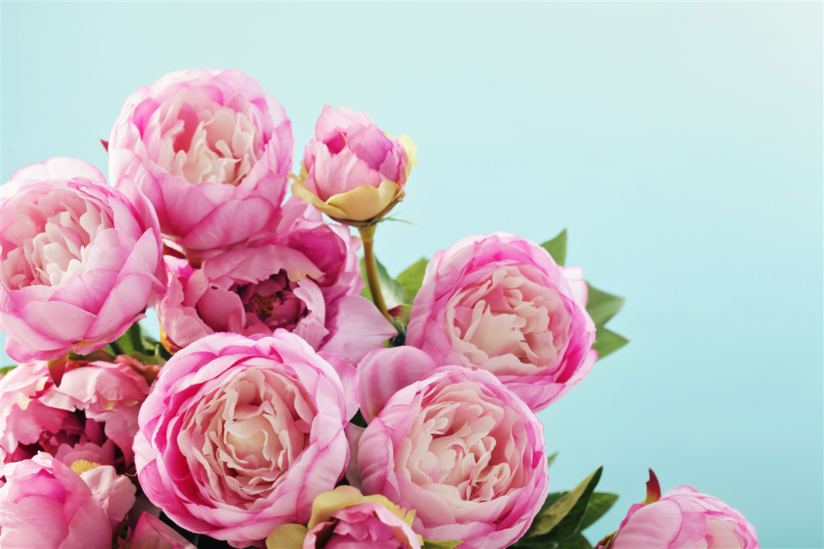 Papier peint fleur rose en forme de pivoine sur fond bleu