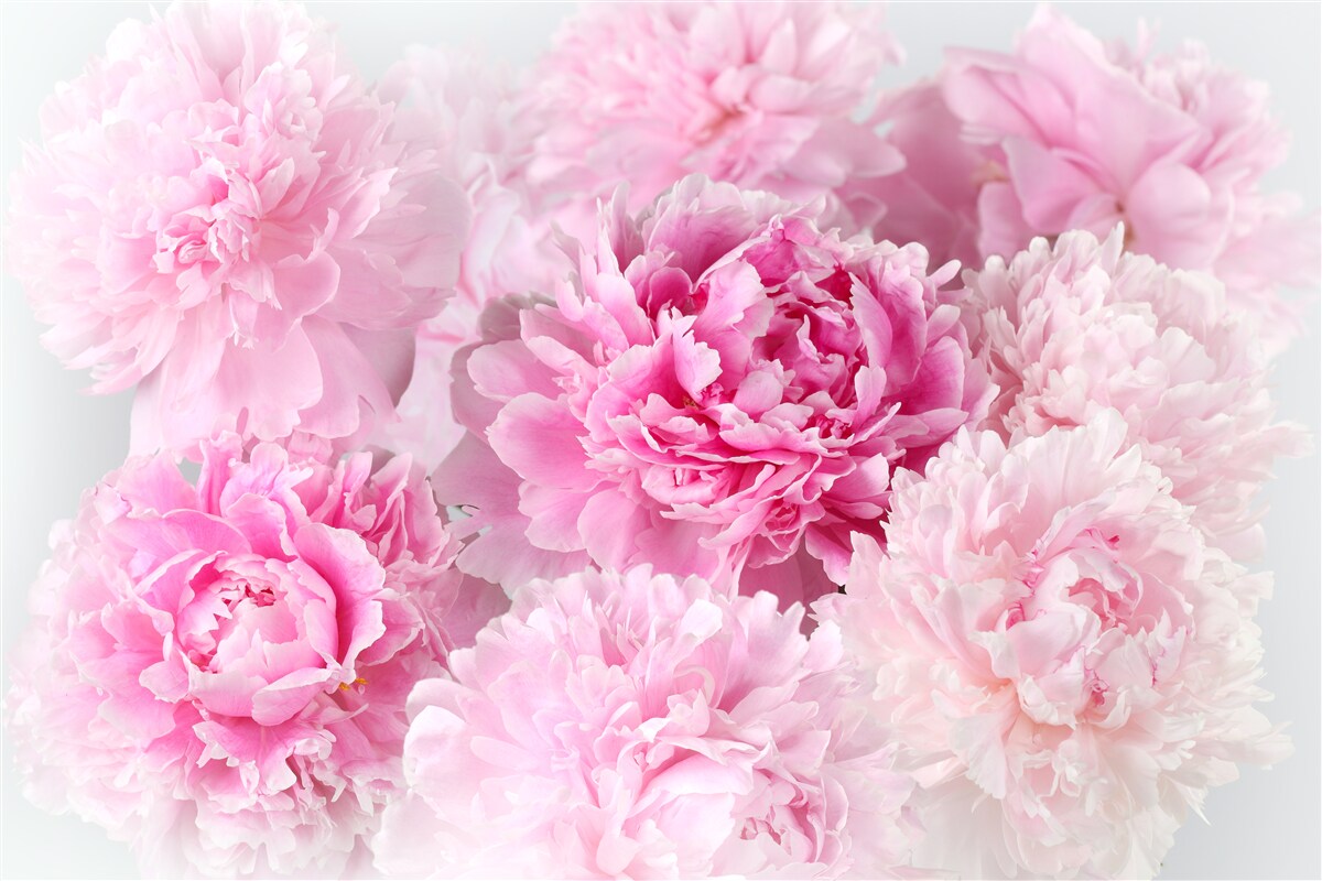 Papier peint belles pivoines dans les tons roses
