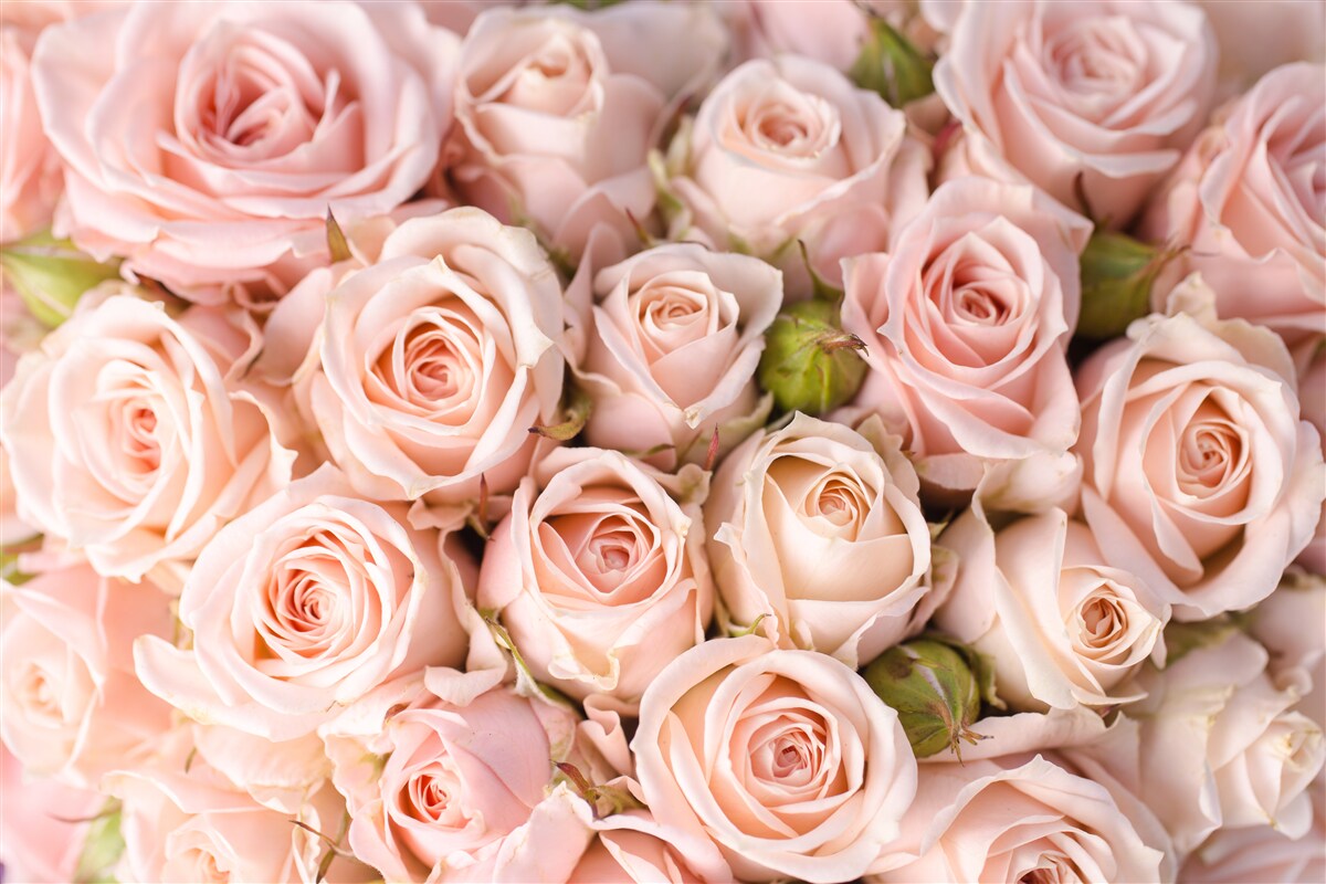 Papier peint boutons de rose rose tendre