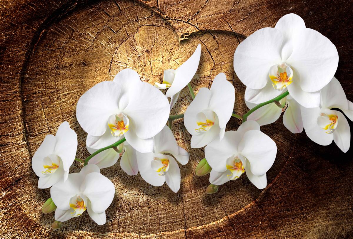 Papier peint Orchidée blanche sur un tronc d'arbre coupé