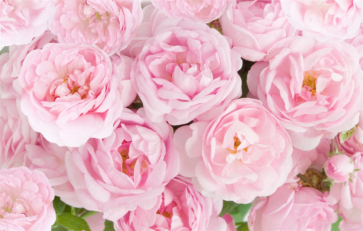Papier peint rose thé avec une teinte rose délicate