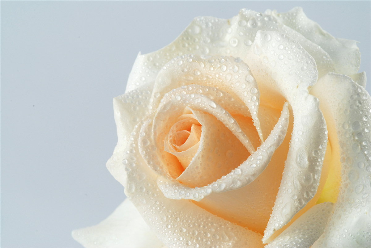 Papier peint la rose est humide et crémeuse